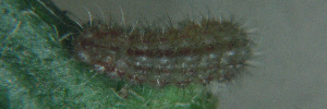 Zizula hylax attenuata - Final Larvae